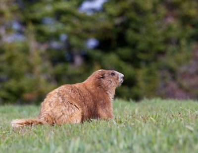 Olympic Marmot