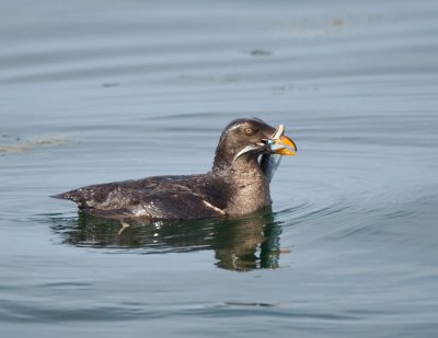 Rhinocerus Auklet (side view) With Another Herring
