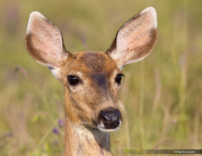 Columbian Blacktail Doe