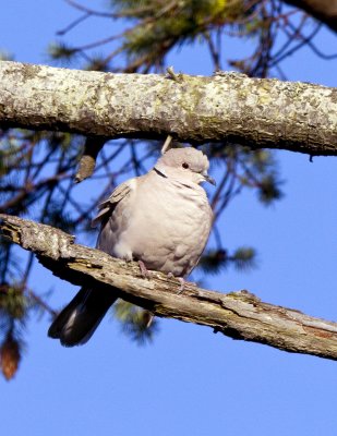 Eurasian Collared Dove