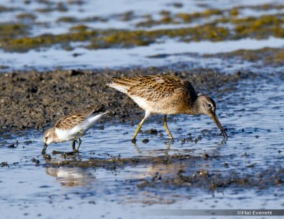 Least Sandpiper on Left, and Short Billed  Dowitcher on the right