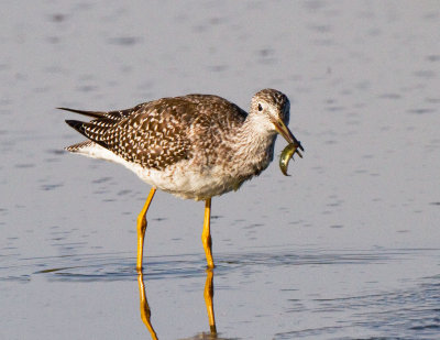 Greater Yellowlegs and Another Stickleback Minnow
