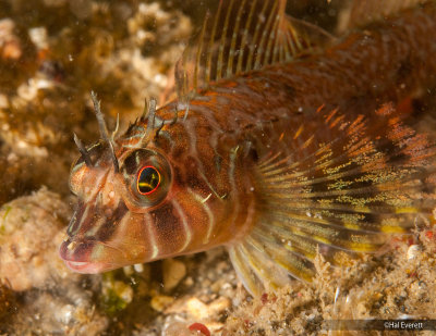 Longfin Sculpin