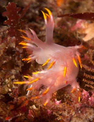 Nudibranch, Dendronotus Species