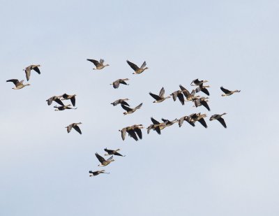 Greater White Fronted Geese