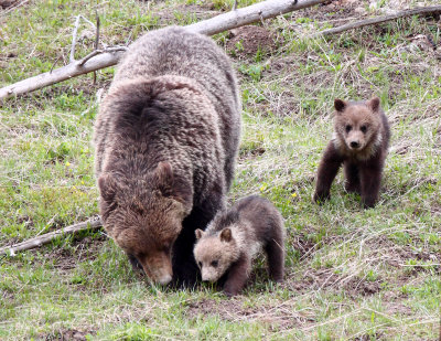 Grizzly Family at Grizzly Lake, YNP