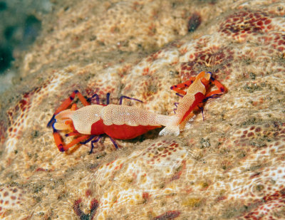 Emmperor Shrimp (Periclemes imperator) ,Rding on Sea Cucumber
