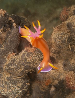 Nudibranch (Sea Slug)