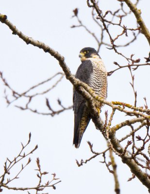 Peregrine Falcon