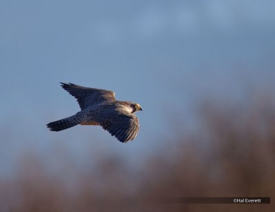 Peregrine Falcon