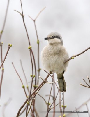 Northern Shrike