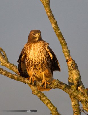 Red Tail At Dawn