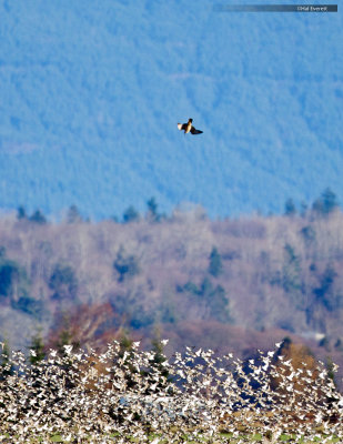 Peregrine Falcon in Vertical Dive (Stoop) toward Dunlin