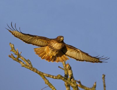 Red Tail at Dawn III