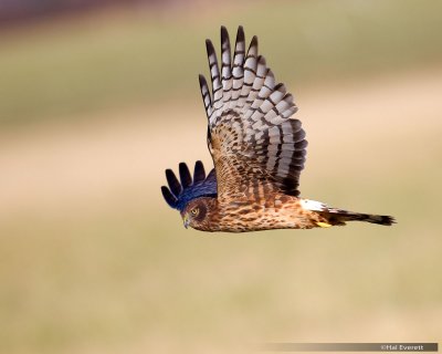 Northern Harrier, Female