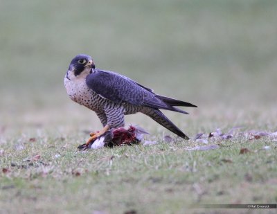 Peregrine Falcon Consuming Duck