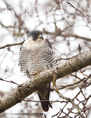 Peregrine Falcon