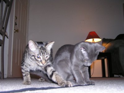 Brothers pouncing.JPG