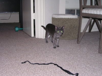 Dylan with new toy string.JPG