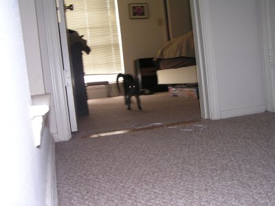 ghost cat in bedroom.JPG