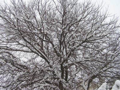 Snow on tree 2 4 11.JPG