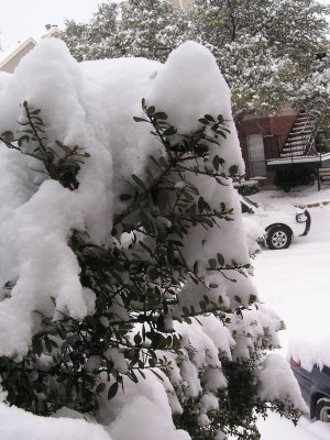 Snow on tree 2 4 11 p5.JPG
