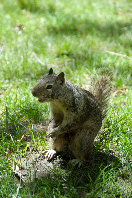 Squeaky at the Ahwahnee