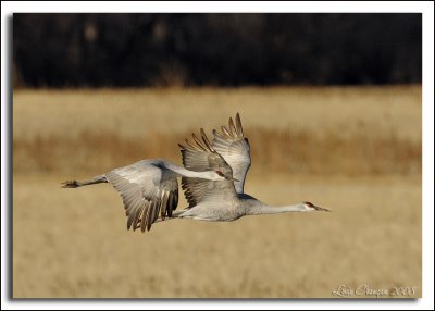 _D303713 wf.jpg