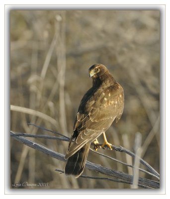 _D302754 wf.jpg