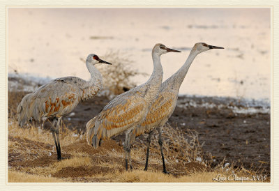 _D304113 wf.jpg