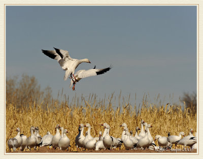 Bosque del Apache 2008