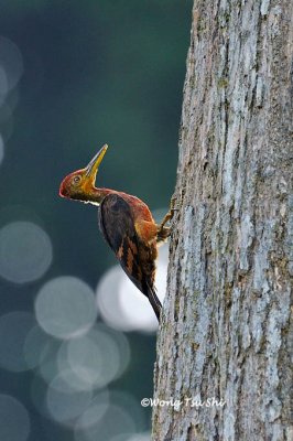 (Chrysocolsptes validus)Orange-backed Woodpecker ♂