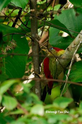 (Picus puniceus)Crimson-winged Woodpecker ♂