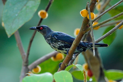 (Aplonis panayensis strigata) Asian Glossy Starling