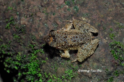 (Limnonectes finchi) Rough Gurdian Frog