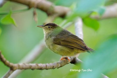 (Iole charlottae) Buff-vented Bulbul