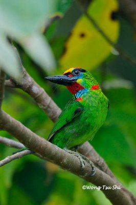 (Psilopogon mystacophanos)Red-throated Barbet ♂