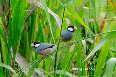 (Lonchura oryzivora) Java Sparrow