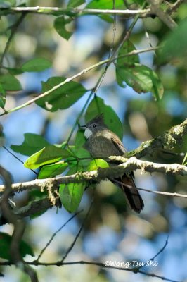 (Alophoixus ruficrissus) Penan Bulbul