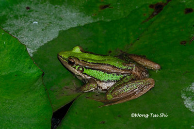 (Rana erythraea) Green Paddy Frog