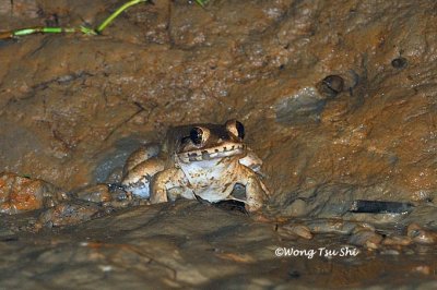 (Limnonectes ingeri) Greater Swamp Frog
