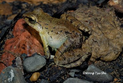 <i>(Limnonectes leporinus)</i><br />Giant River Frog