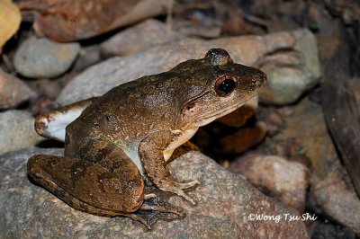 (Limnonectes leporinus)Giant River Frog