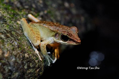 <i>(Rana nicobariensis)</i><br /> Criket Frog