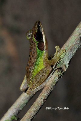 <i>(Rana chalconota)</i><br />White-lipped Frog