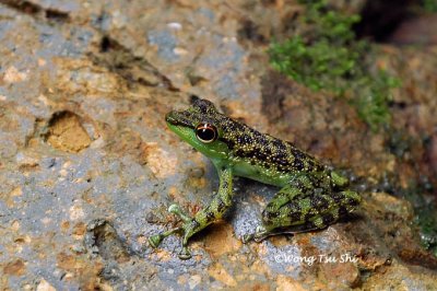 (Staurois guttatus) Black Spotted Rock Frog