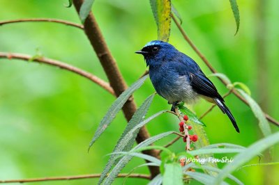 (Eumyias indigo) Indigo Warbling-flycatcher