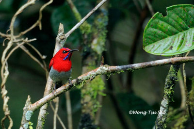 (Aethopyga temminckii)Temminck's Sunbird ♂