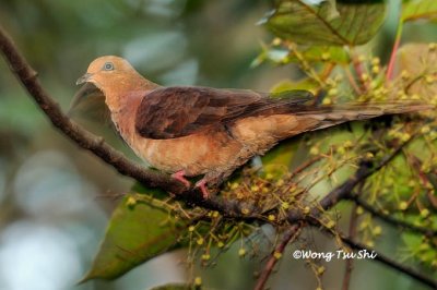 (Macropygia ruficeps) Little Cuckoo Dove