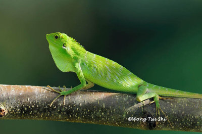 (Bronchocela cristatella) Green Crested Lizard